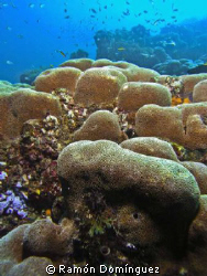 Coral reef in Cabo San Lucas. by Ramón Domínguez 